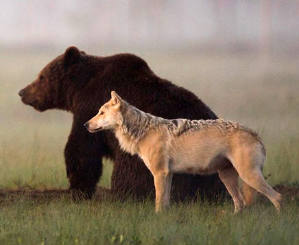 medve és farkas